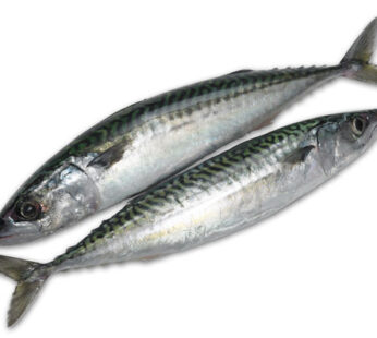 Frozen Mackerel Fish 1kg