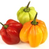 Fresh Mixed Hot Peppers Box 1kg – Red, Green & Yellow