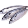 Mackerel Fish (Titus) Big x 3